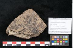 Foto (Objekt + Etikett) von Palissya podocarpoides Ettingshausen (NHMW-GEO-2024-0188-10307)